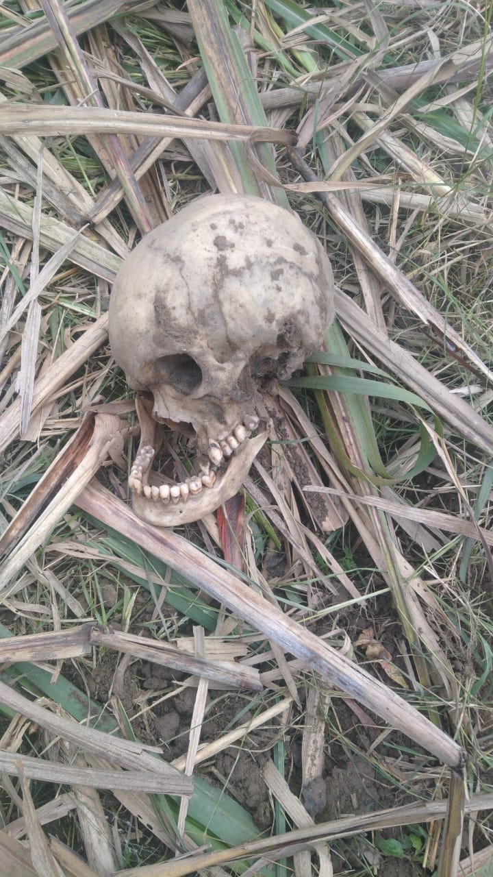 Skeletal remains found in the field, investigation begins