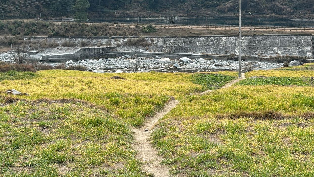 Mustard turned yellow before spring flowers appeared