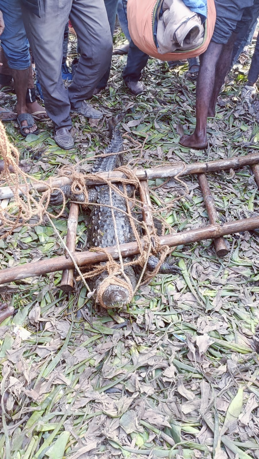 Forest department team caught crocodile
