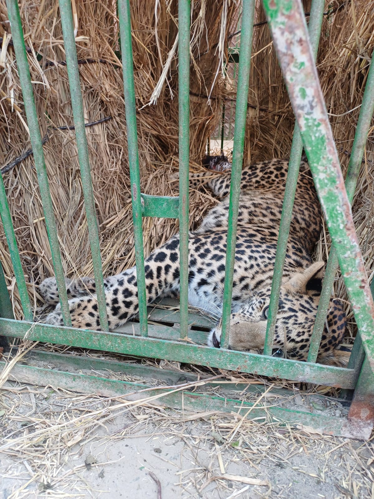 Leopard trapped in poacher's net