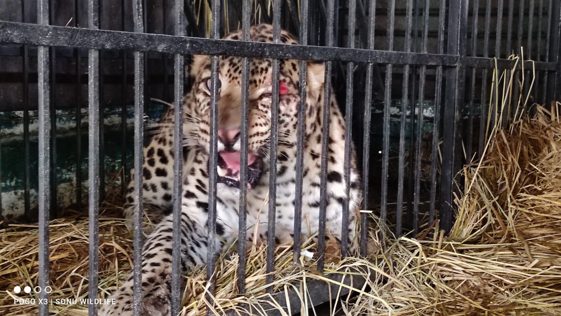 Faridabad: Leopard entered Green Valley Society