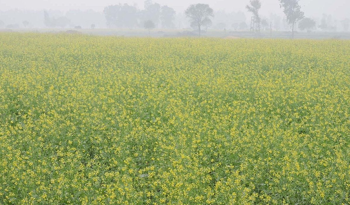 Cold suddenly subsides, maximum temperature reaches 18, crop will be affected