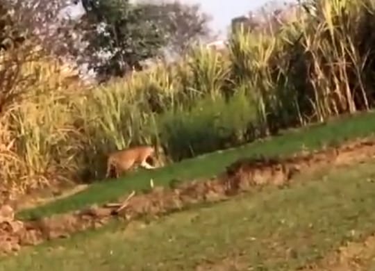 Leopard and cub seen in Ashrafabad area