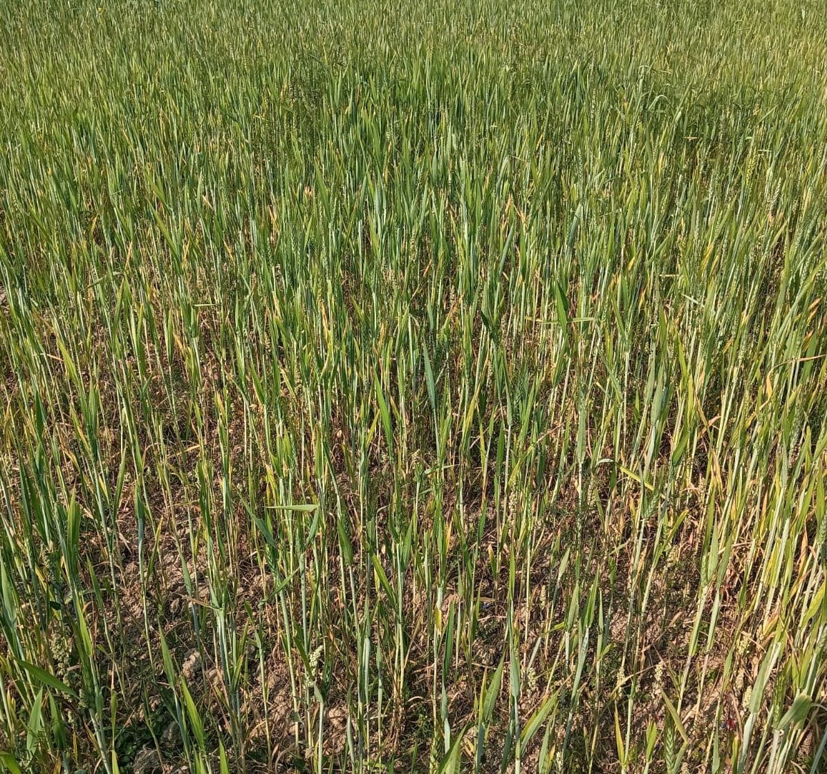 Uttarakhand News: Weather affects wheat farming, yield may fall by 40 percent in bageshwar