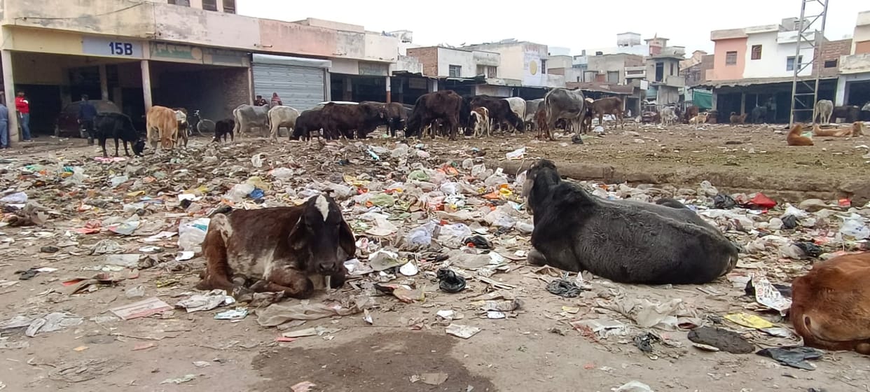 Common people and shopkeepers troubled by pile of garbage in old vegetable market
