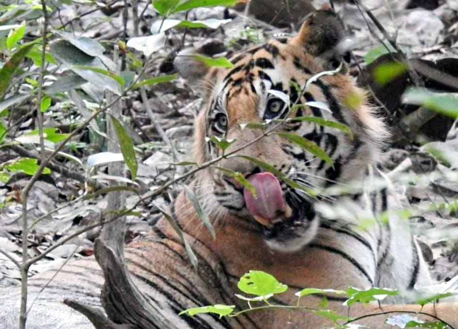 There are a lot of tiger sightings in Dudhwa these days.