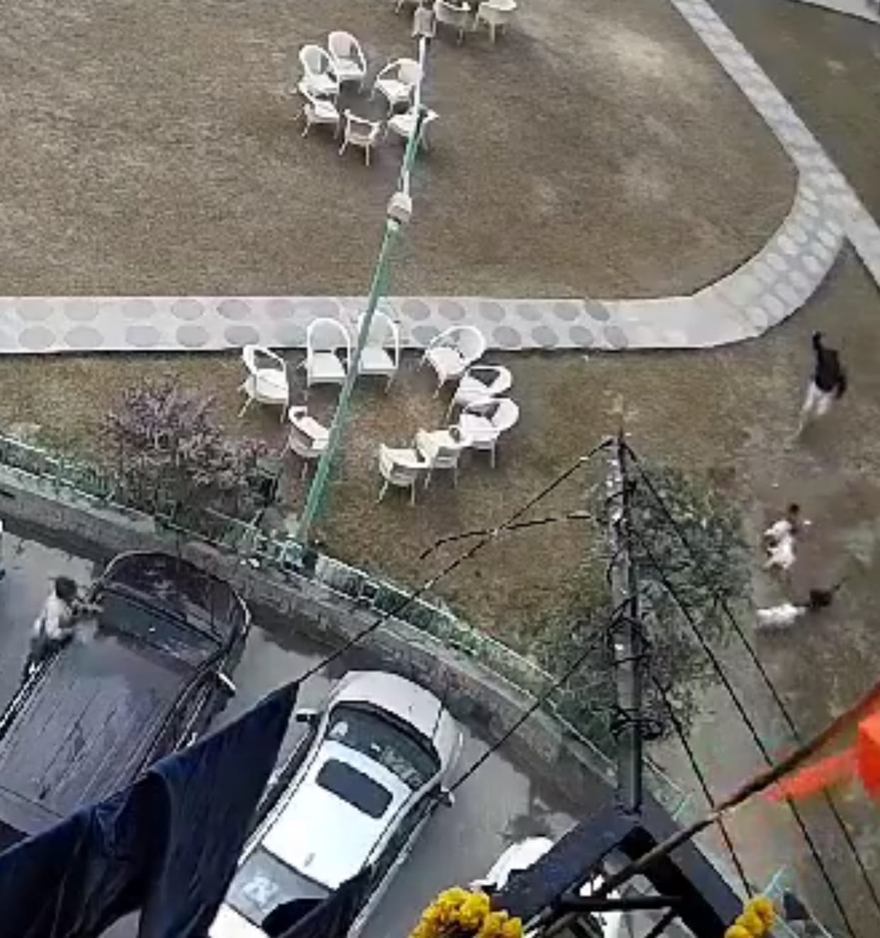 Two and a half year old child was attacked by a pack of dogs, people rescued him