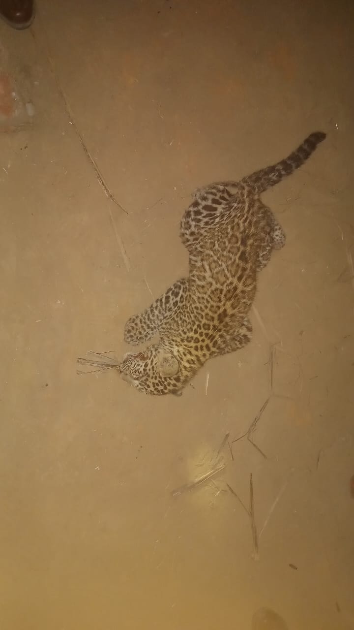 Injured leopard cub found lying on the side of the highway
