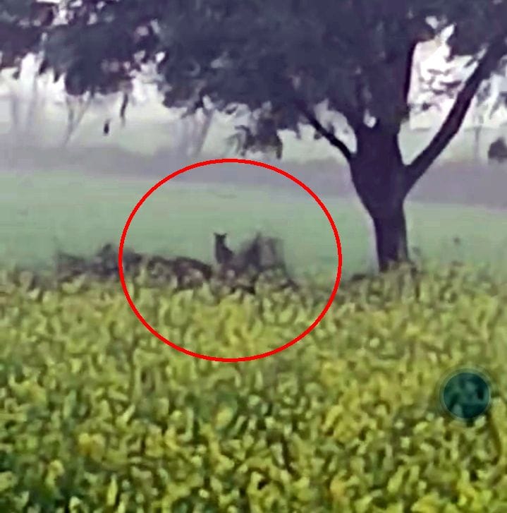 Fear of seeing leopard in the fields