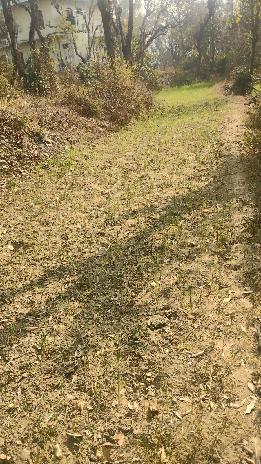 Wheat crop affected in 25 thousand hectares of land due to drought like conditions