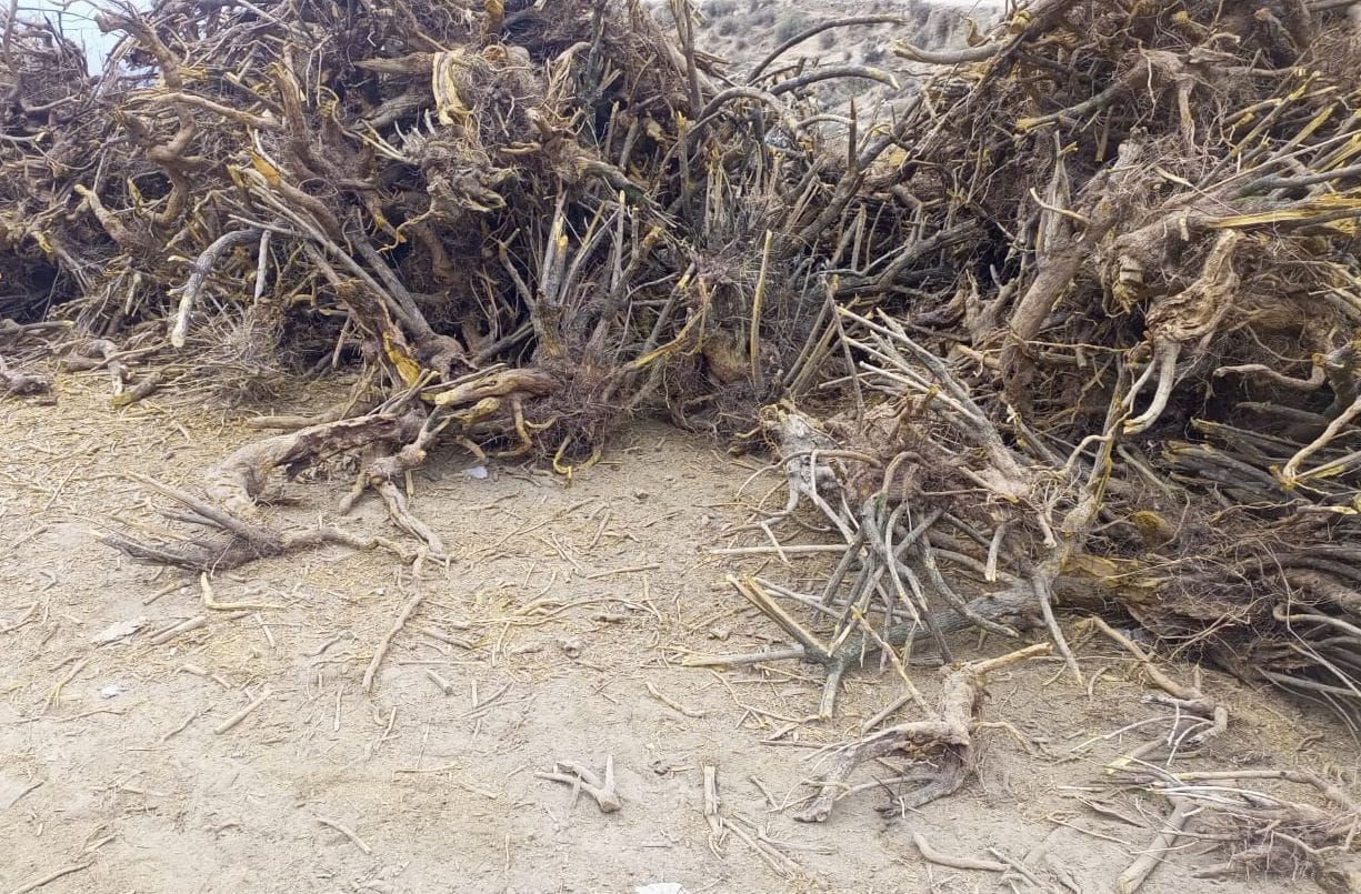 The work of removing the roots of Kashmal is going on in full swing in Teesa.