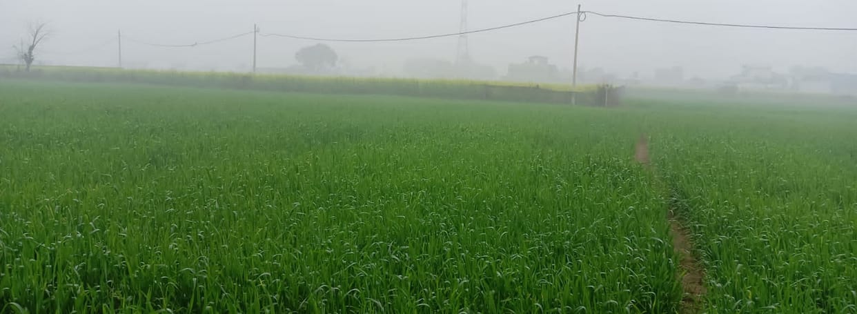 Crops will benefit from rain, power supply disrupted