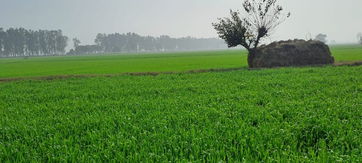 The first rain of the year brought relief from dry winter, nectar for crops.
