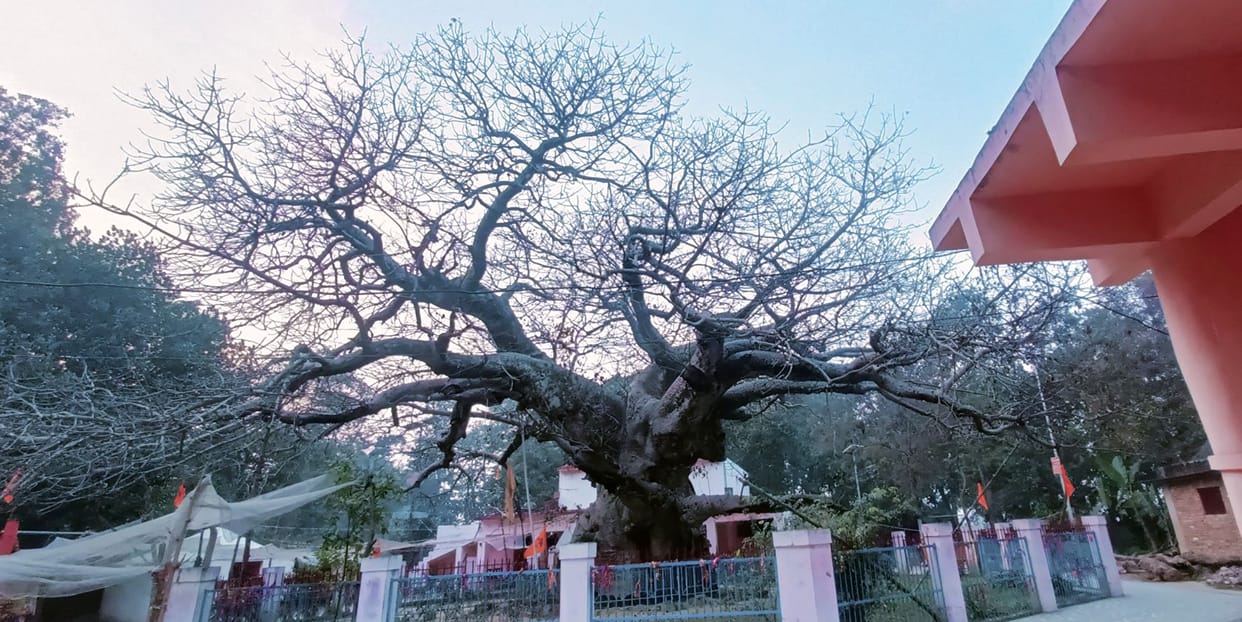 Autumn started on Parijat tree