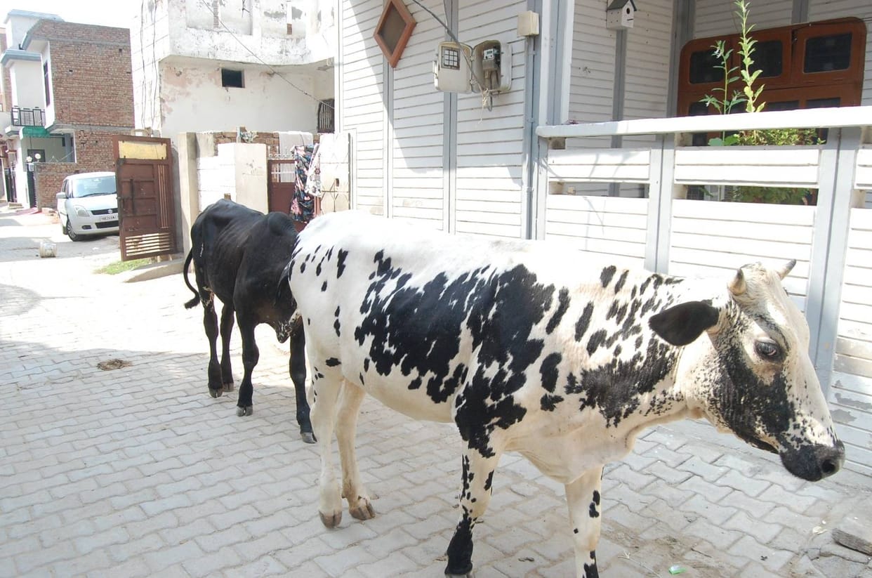 Rewari agency asked for a rate of Rs 1290 per animal