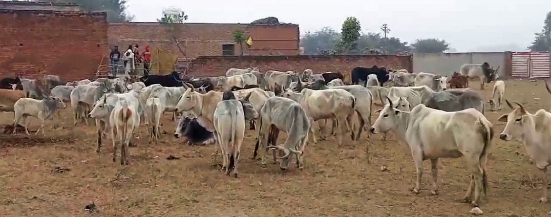 stray animals confined by fencing on barren land