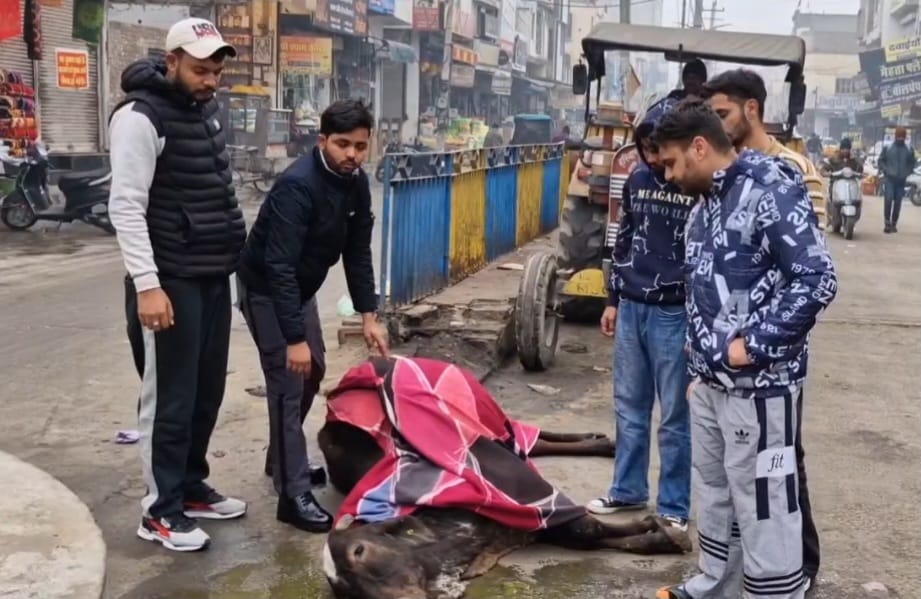 Anger spread among cow protection group due to the death of cattle, warning given to the administration
