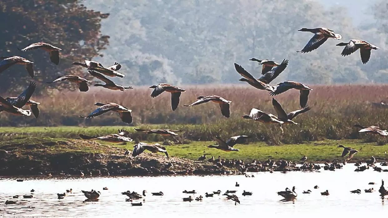 The lake of Kalvan village is buzzing with migratory birds.