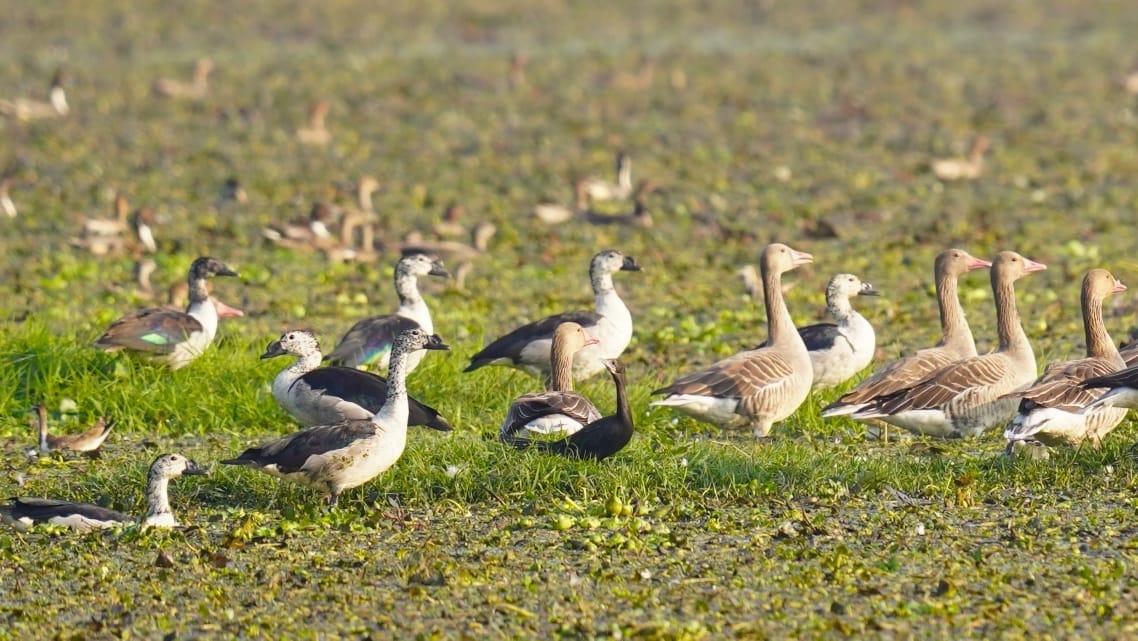 Tourists will soon go bird watching on the banks of Sheeshmahal