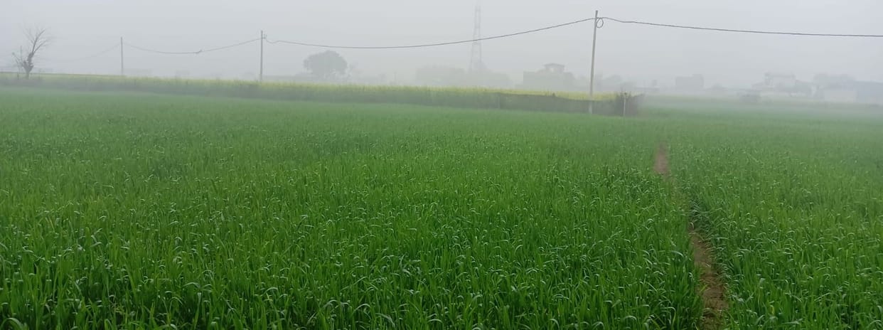 Diesel worth Rs 3 crore saved from burning due to 11 mm rain