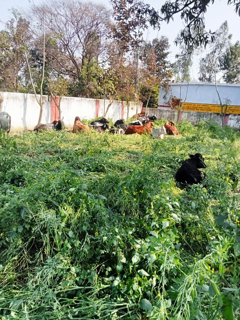 Villagers locked loose animals in Panchayat house