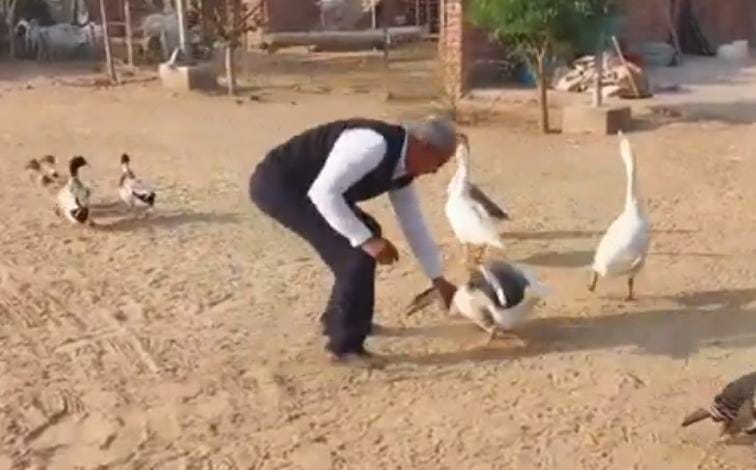There are Arabian sheep, African goats and Turkish chickens in the farm house.