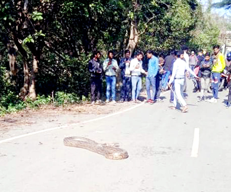 Traffic stopped due to python coming on Dudhwa Road