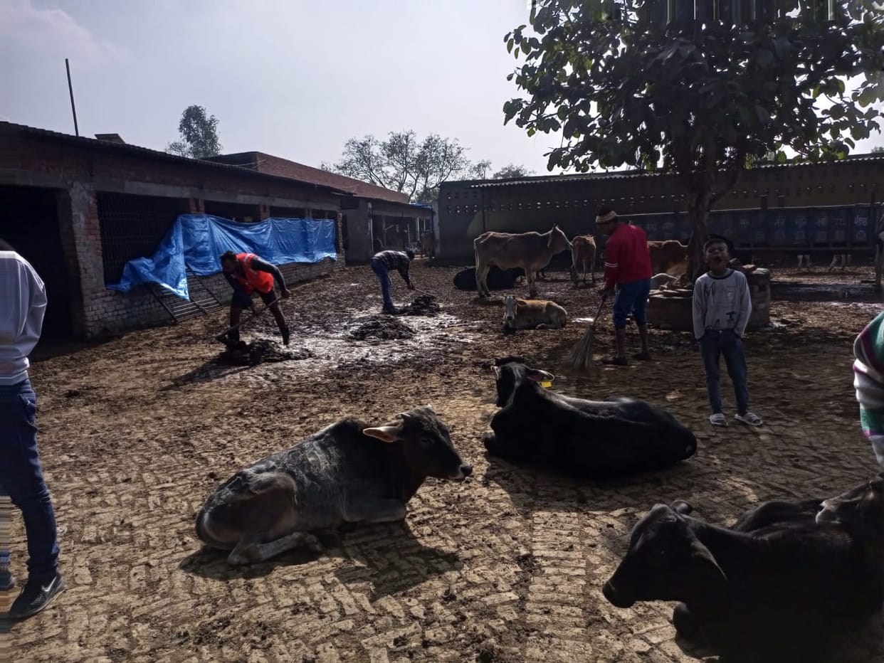Animals found in excess of capacity at Devipura cow shelter site