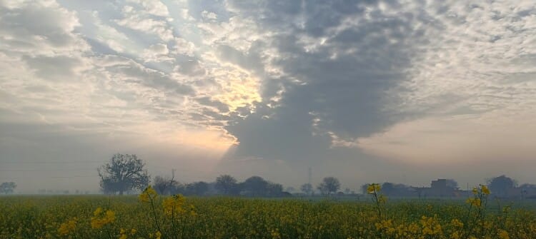 Haryana Weather: Rain In All Districts, Government Will Give Compensation For Damaged Crops – Amar Ujala Hindi News Live