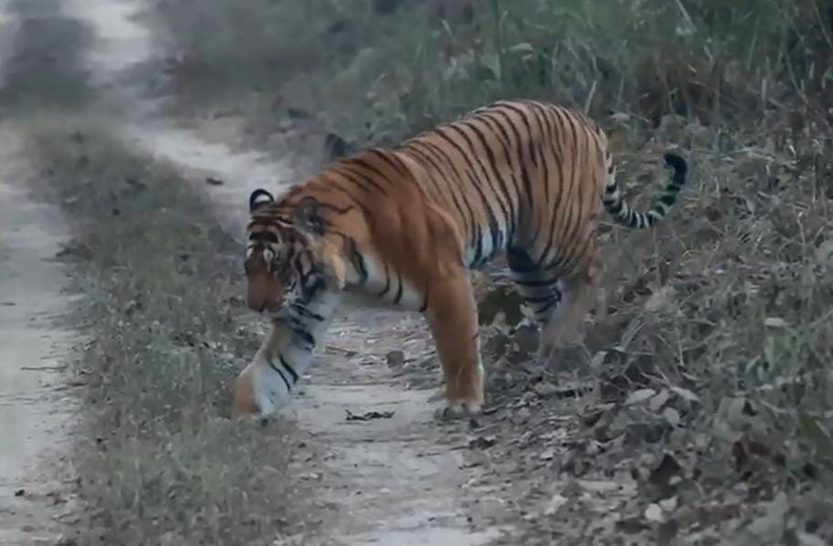 Tiger seen limping for the second time in Mahaof range