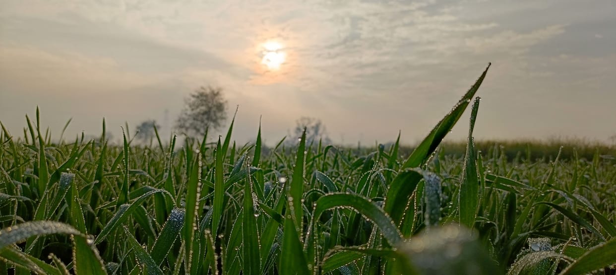 Light fog in the morning, drizzle in the evening