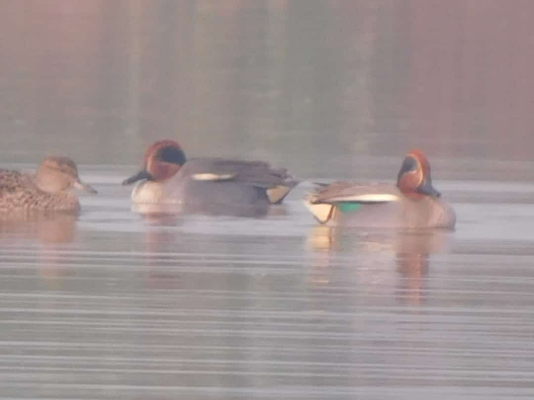 Number of migratory birds decreased by 40 percent due to increasing pollution
