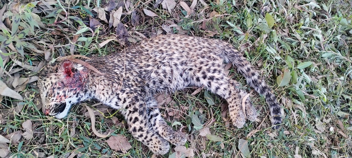 The leopard died due to serious head injury