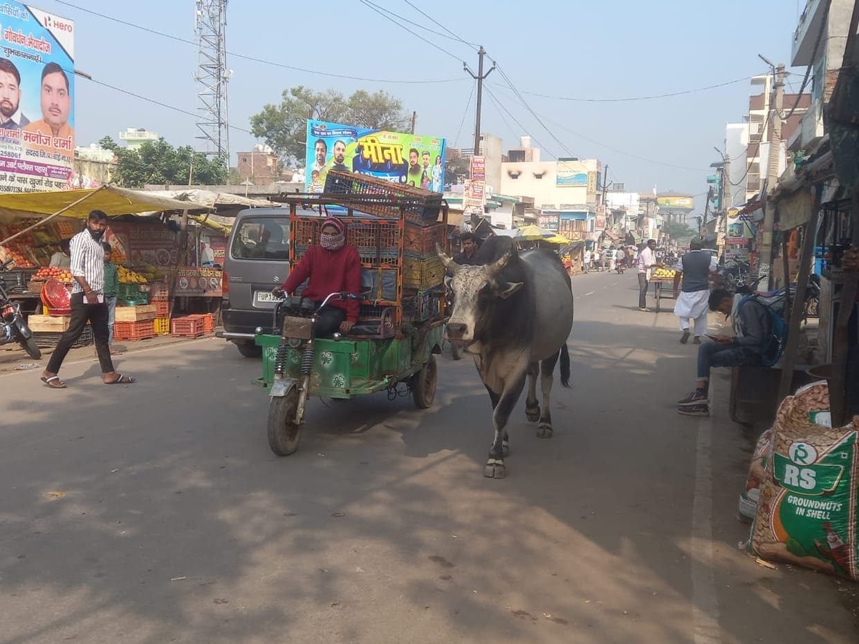 Destitute animals are ruining crops, farmers worried