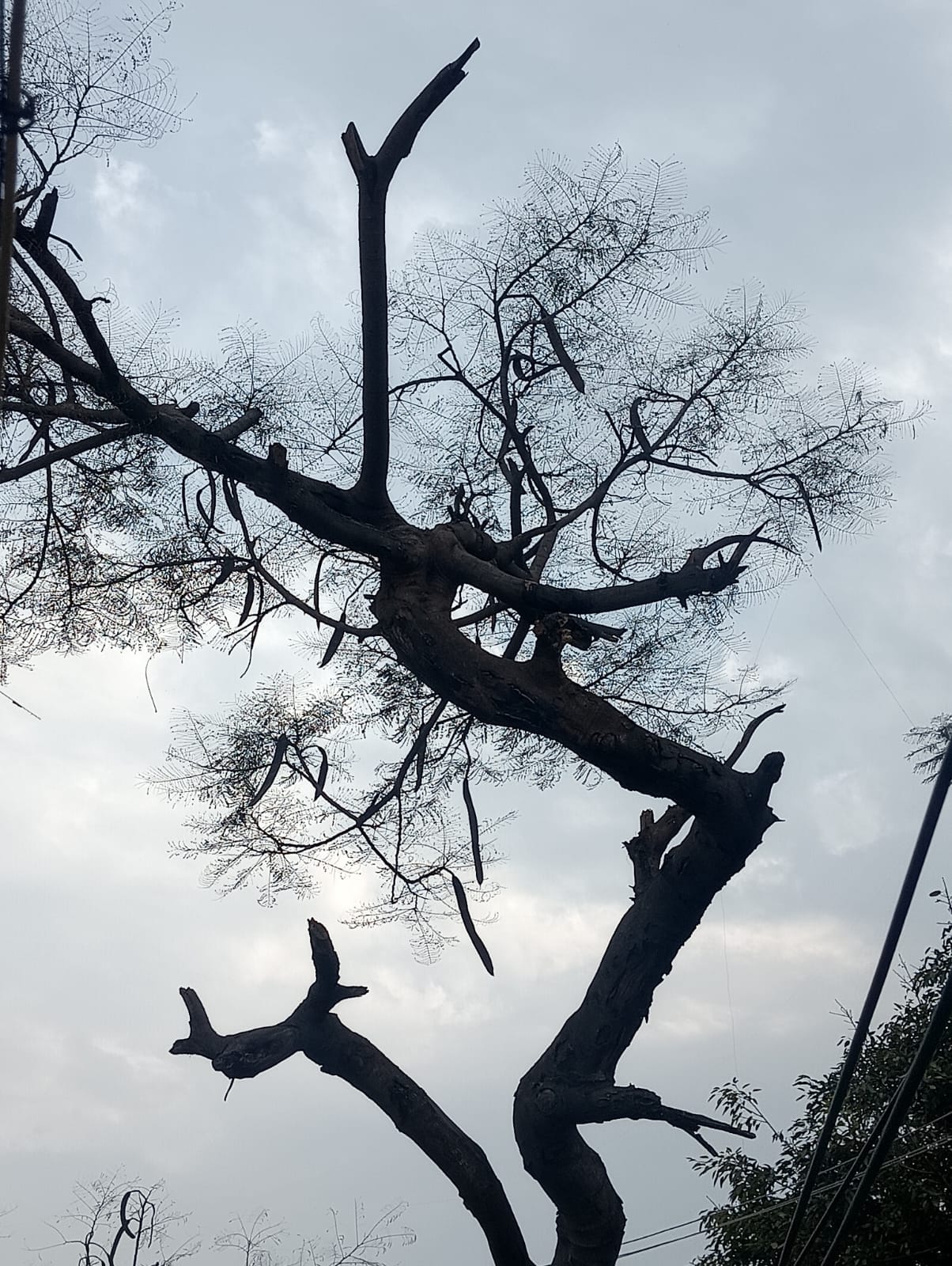 Weather deteriorated in Terai, temperature increased even after rain