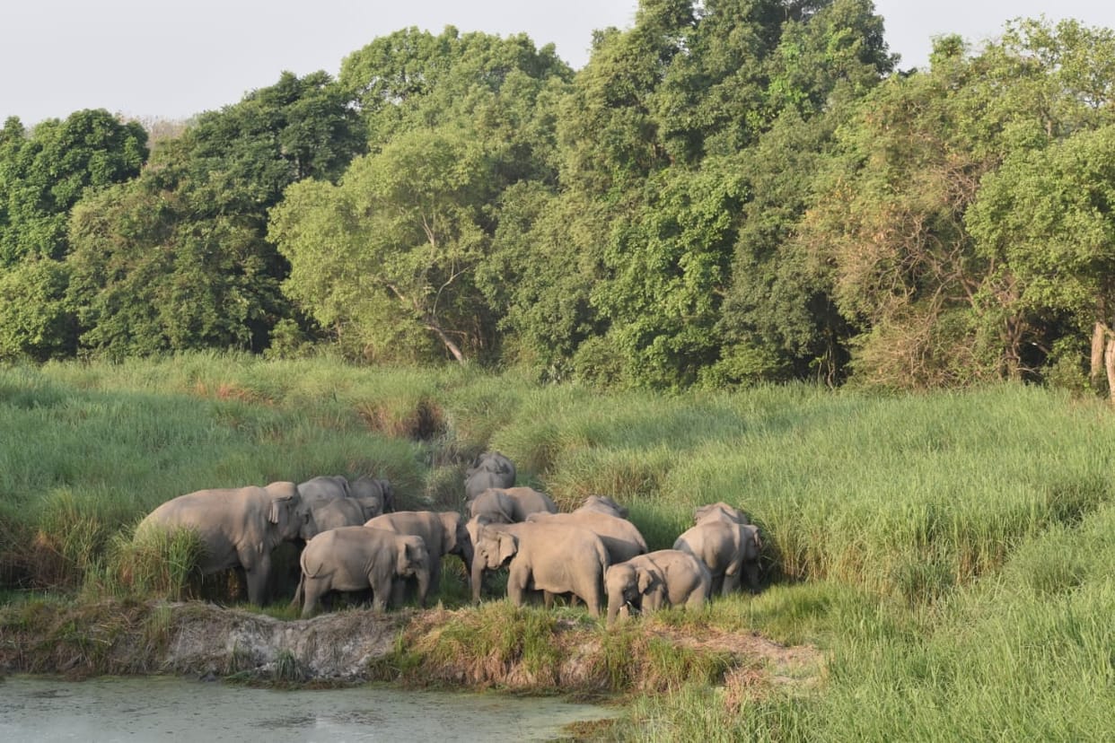 The clan of wild elephants increased in Dudhwa