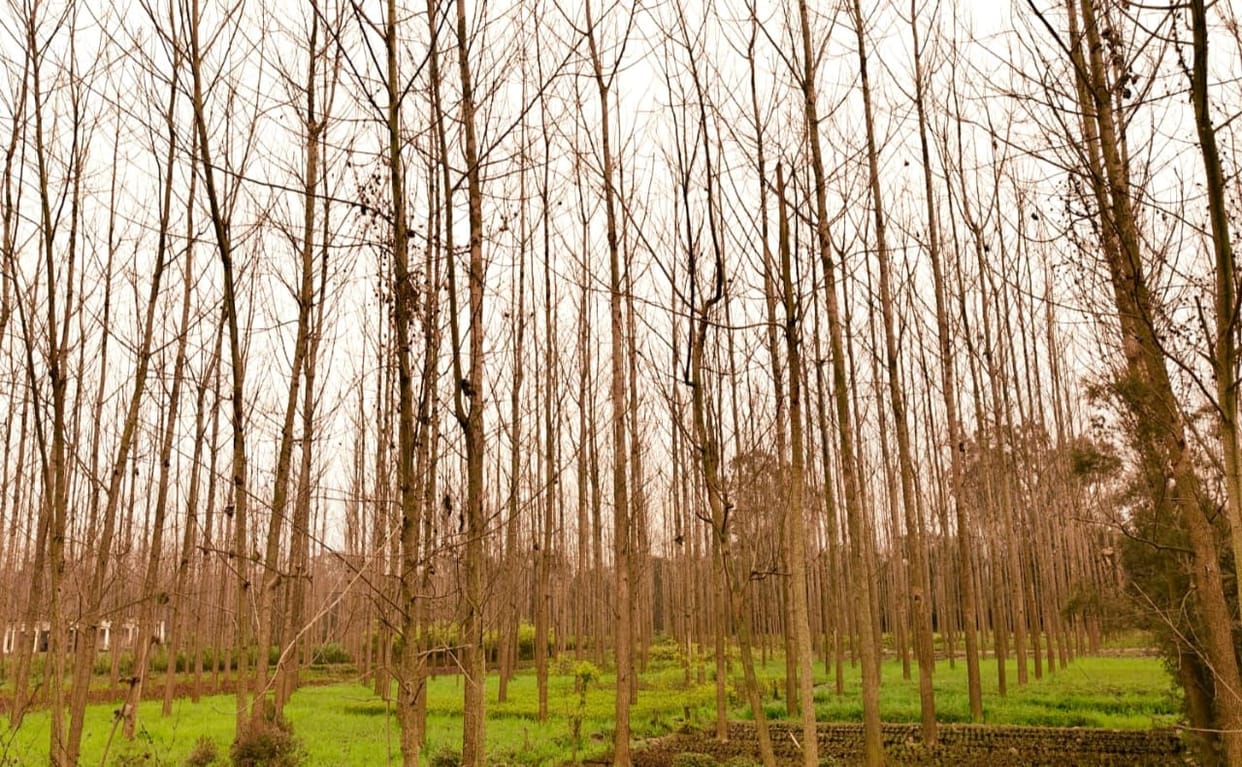 Farmers raised demand for setting up plywood factory in Chilkana area