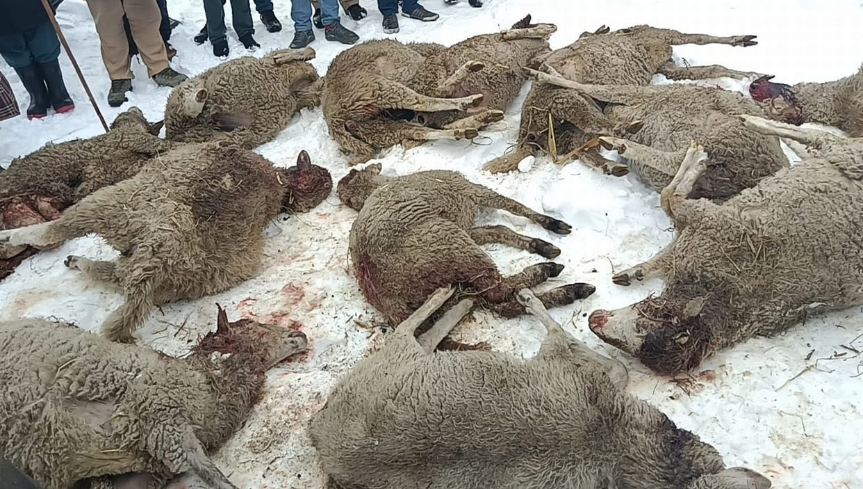 Leopard killed 25 sheep in Fanauti