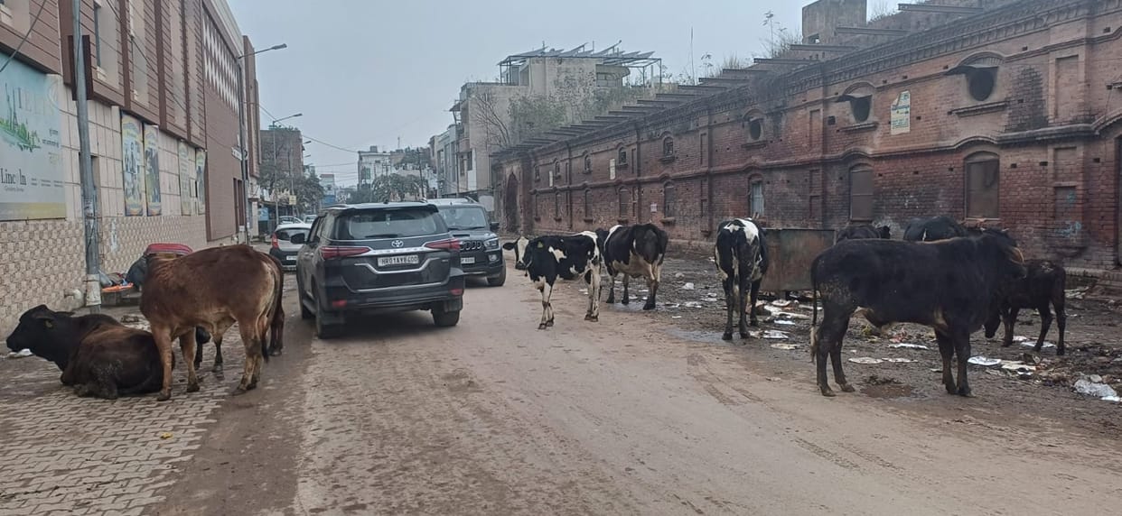 Destitute cattle will get support, breeding process started