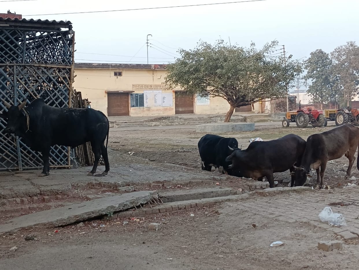 To ensure that stray animals do not create any disturbance, election officer gave instructions to EO to catch them.