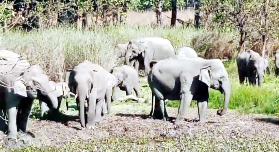 Jam on Dudhwa-Gauriphanta road due to herd of wild elephants