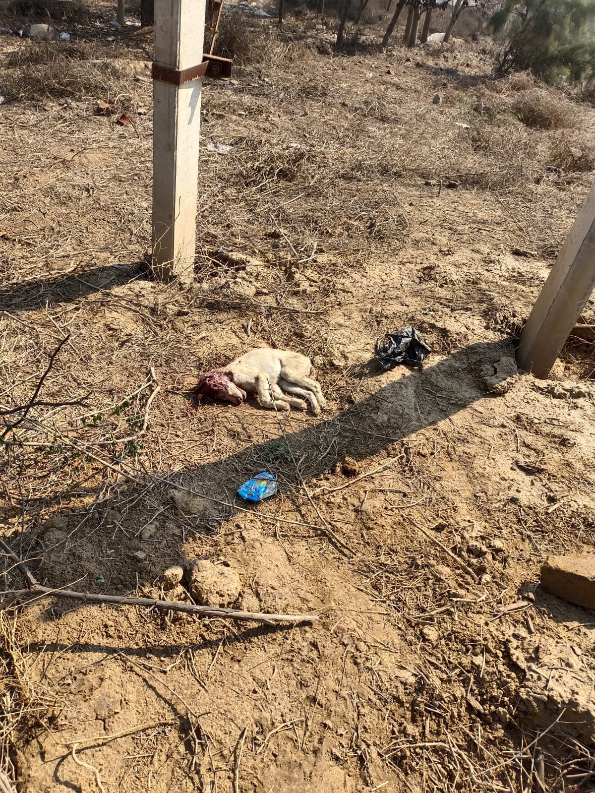 Wildlife attacks dogs in Bhoda Hoshanak, panic among villagers