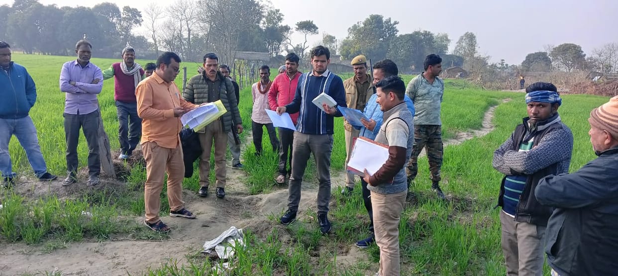 Wheat crop found blooming on plantation land