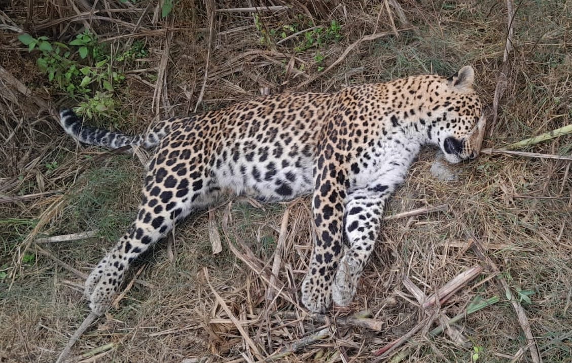 Dead body of female guldar found in sugarcane field in village Berikhatta