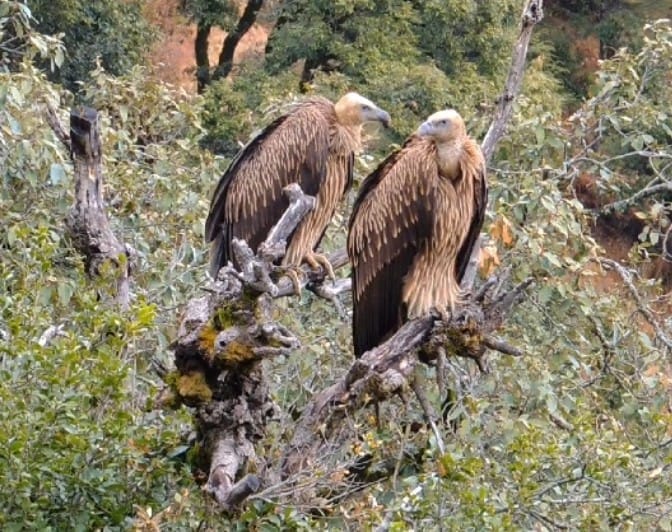 Vultures seen in Nainital after a long time