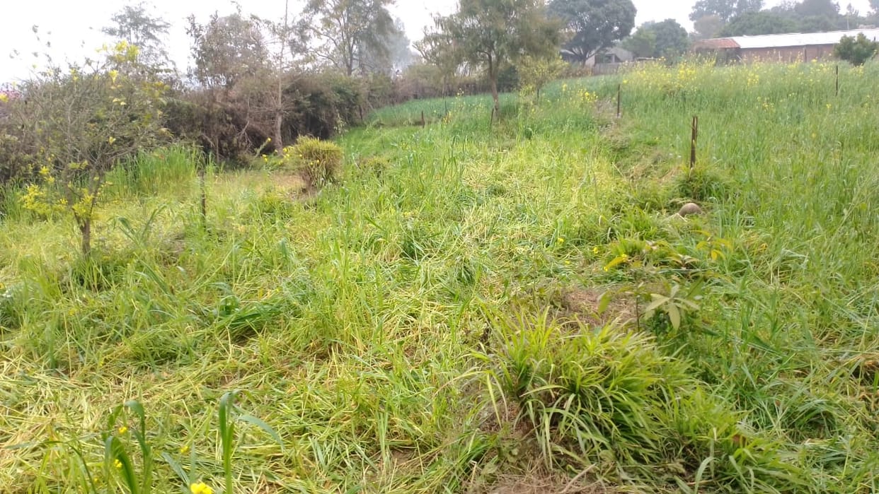 Now elephant tramples wheat crop in Nayakgoth