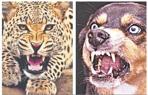 man injured by leopard started behaving like dog in khatima