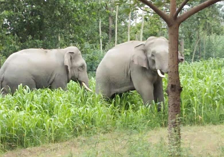 Elephant corridor will be built in PTR, Rs 48.94 crores received in the budget