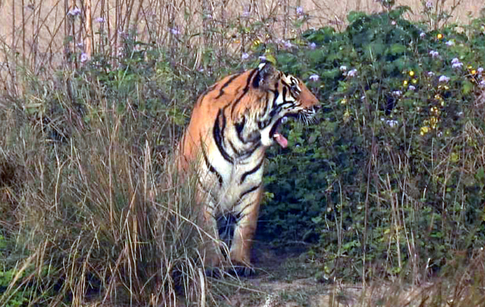 Tiger carcass found under suspicious circumstances