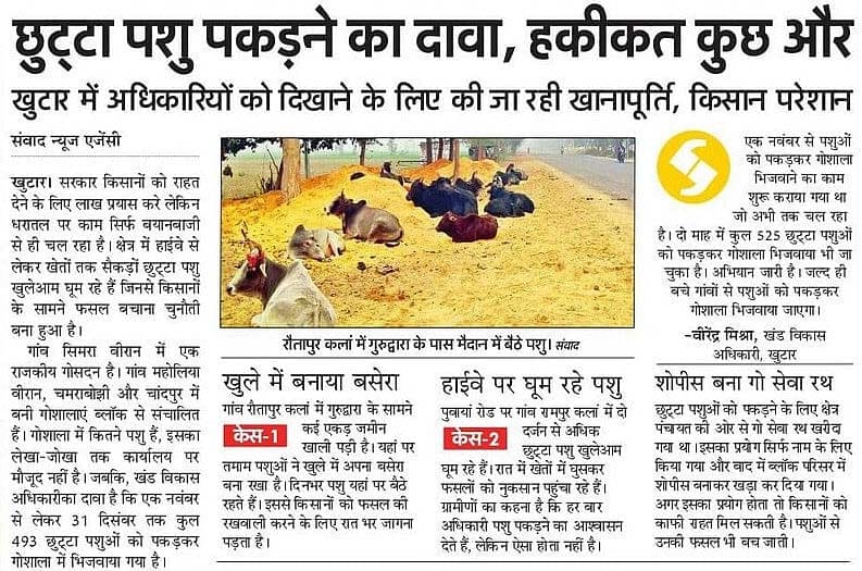 Officers woke up, caught 113 loose animals and sent them to cowshed